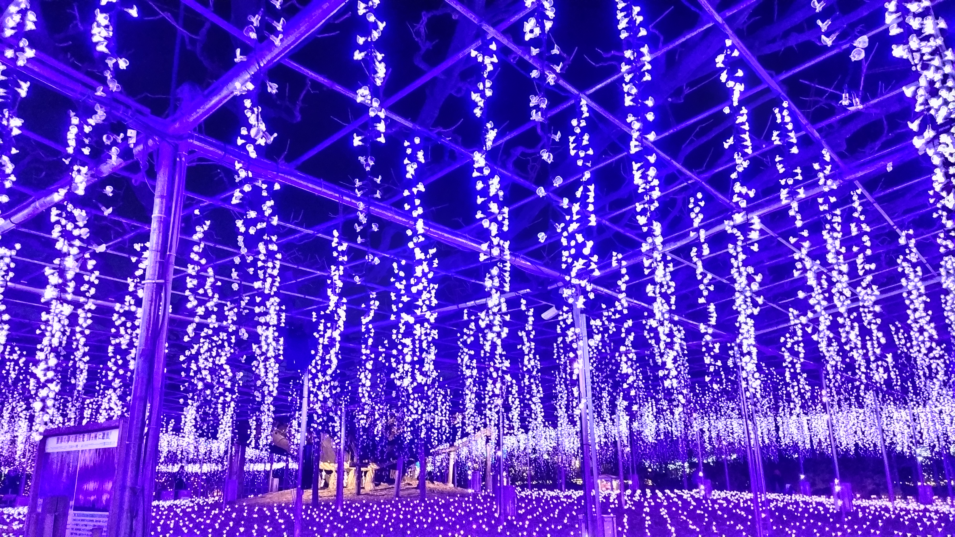 イルミネーション